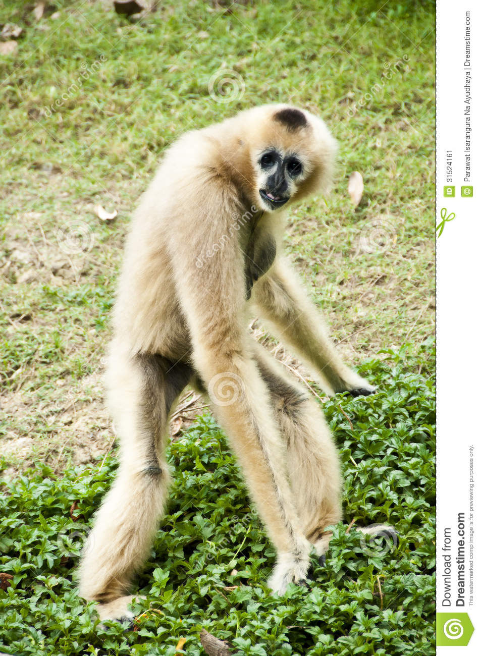 De ce gibonul a devenit simbolul grobianismului? O mare&nbsp;nedreptate!